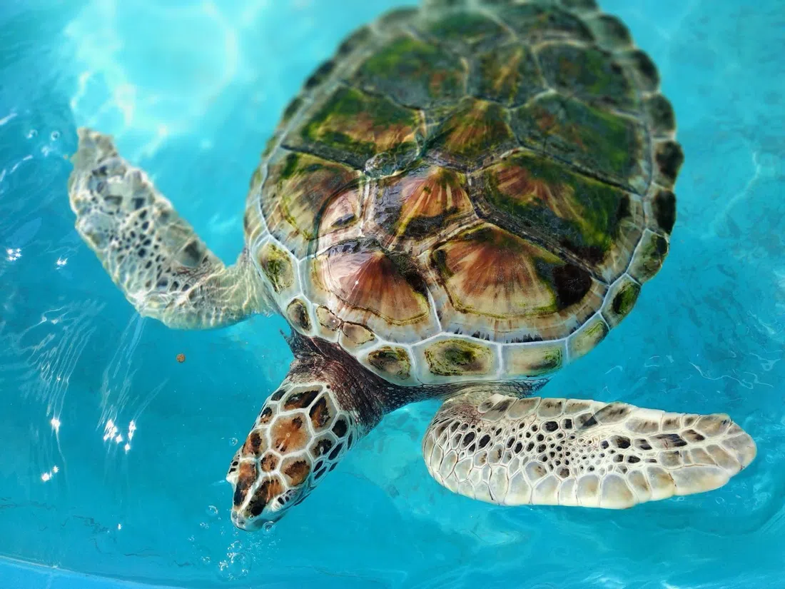 Tortugranja (Isla Mujeres Turtle Farm), Cancun