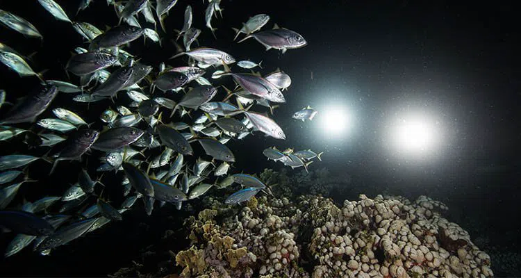 Solo Buceo, Cancún